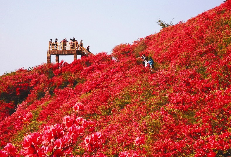 两日时光，走遍井冈山的春光灿烂