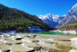 玉龍雪山白水台呈現層層堆疊的白色鈣化梯田景觀,清澈流水沿著階梯狀平台緩緩流下。遠方可見雪覆的玉龍雪山與翠綠山谷,藍天映襯壯麗自然景色,遊客在湖畔與平台附近欣賞玉龍雪山白水台獨特地貌。