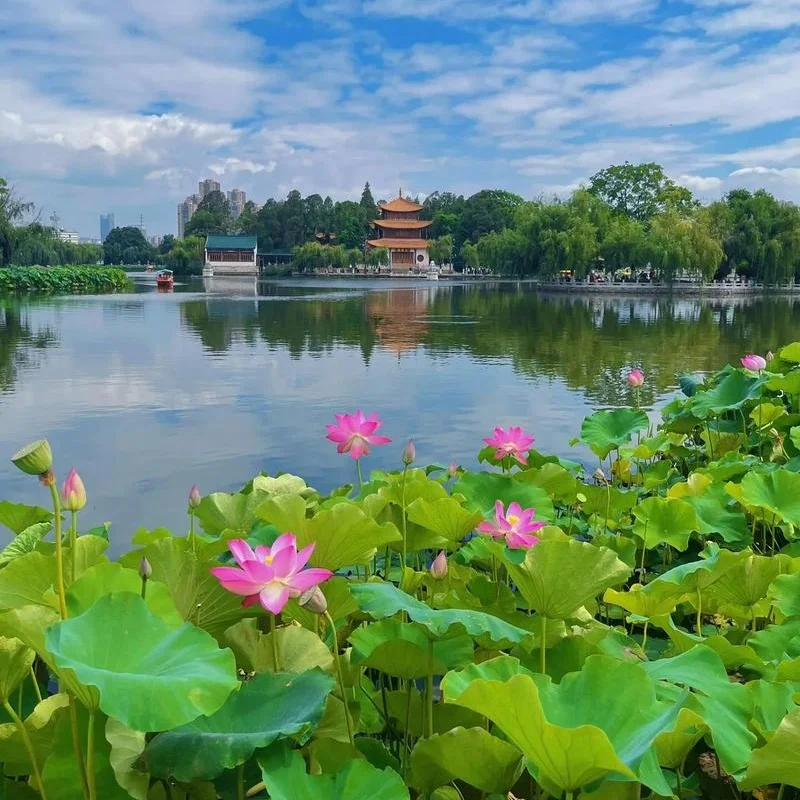 昆明翠湖公園夏日景色,湖面平靜映照藍天白雲與古典亭閣建築,岸邊盛開粉色荷花與大片荷葉,綠樹環繞湖畔,呈現昆明城市中心優美寧靜的自然湖景與人文景觀。