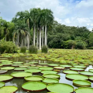 在 勐崙植物園 的水域中,大面積王蓮葉片漂浮水面,周圍環繞高大棕櫚樹,展現熱帶植物景觀。