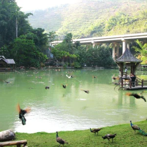 西雙版納原始森林公園自然湖泊景觀,湖面碧綠寧靜,孔雀與各種鳥類在水邊與空中飛舞,木製觀景亭與棧道環繞湖畔,遠處山林與高架橋相映成景,展現西雙版納原始森林公園豐富生態與熱帶雨林風光