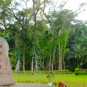 瑞麗獨樹成林景觀，一棵巨大榕樹枝幹繁茂、氣根垂落形成如森林般的景象，周圍綠意盎然，石碑標示景點名稱，展現瑞麗獨樹成林獨特的熱帶自然奇觀。