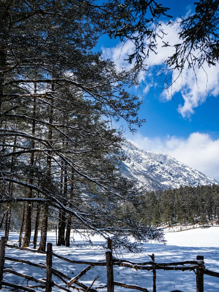麗江旅遊天氣:冬季雪林與遠山景色。