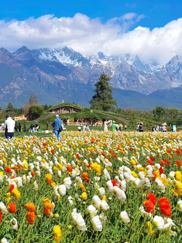 麗江春季花海景色,遊客漫步花田,背景為玉龍雪山。
