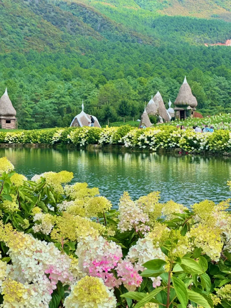 麗江夏季湖畔繡球花盛開,搭配綠色山林景觀。