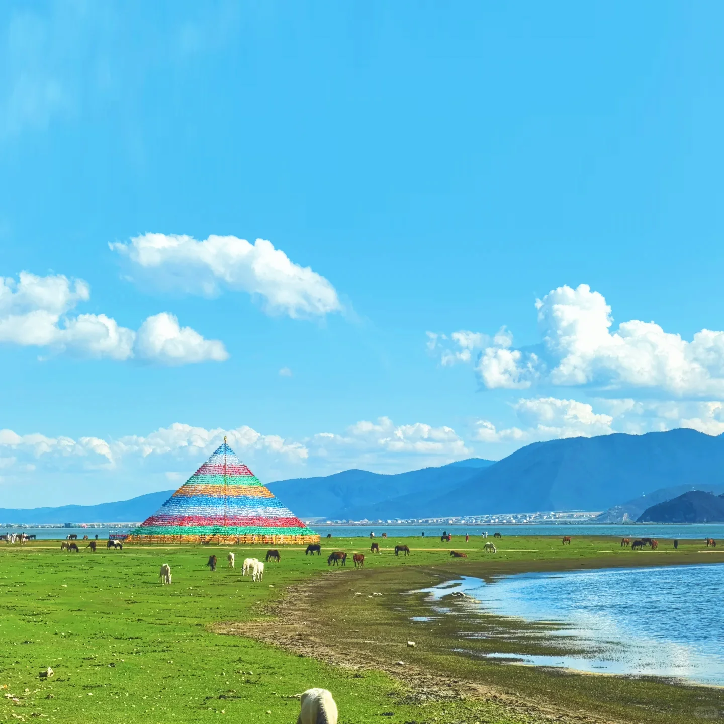 香格里拉納帕海高原湖泊與濕地草原風光及牧馬景象