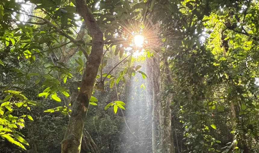 西雙版納勐臘植物園,原始熱帶雨林頂層樹冠灑下神聖耶穌光,穿透濃密綠葉的金色光束,宛如人間仙境,是西雙版納雨林生態絕美秘境。