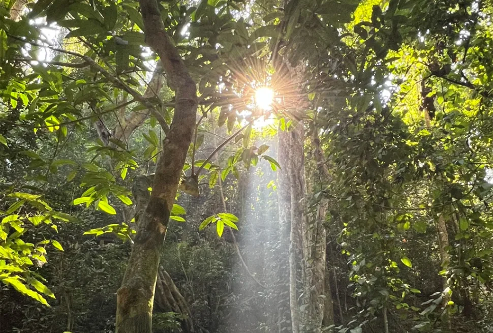 西雙版納勐臘植物園，原始熱帶雨林頂層樹冠灑下神聖耶穌光，穿透濃密綠葉的金色光束，宛如人間仙境，是西雙版納雨林生態絕美秘境。