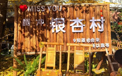 騰衝銀杏村:藏在滇西秋日的金色浪漫