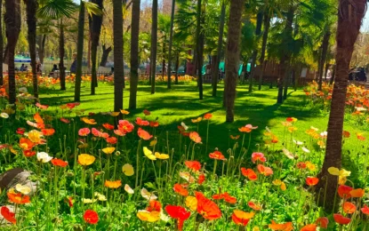 昆明翠湖公園:春城之心,赴一場湖光花事之約