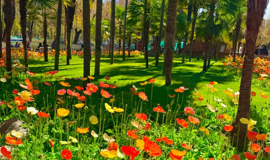 Cuihu Park 昆明翠湖公園的春日限定景觀,大片虞美人花海在棕櫚樹下盛開,陽光穿過樹葉灑下斑駁光影,宛如一幅春日油畫。
