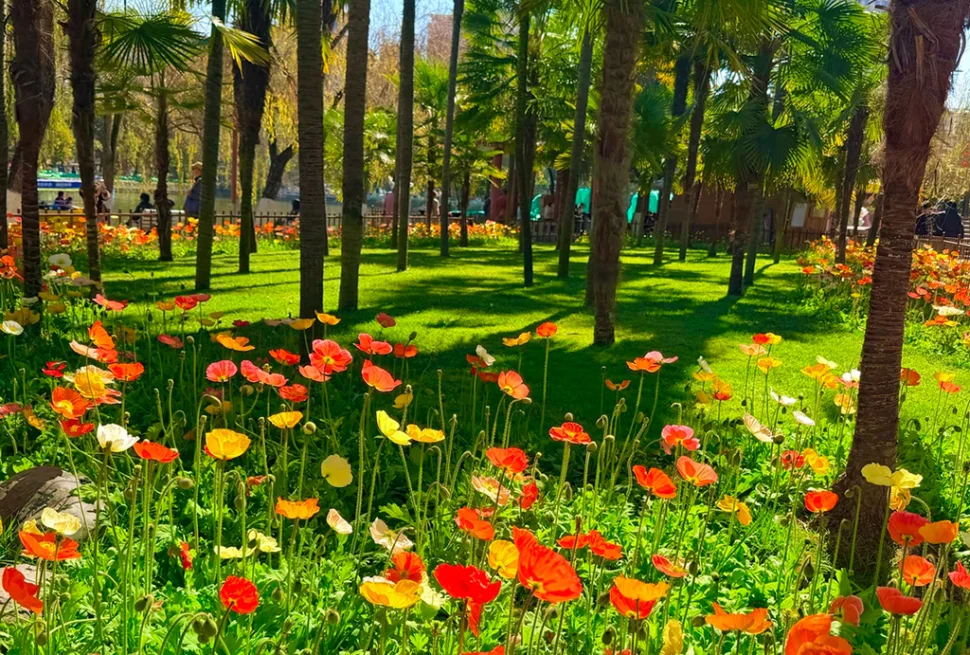 昆明翠湖公園的春日限定景觀，大片虞美人花海在棕櫚樹下盛開，陽光穿過樹葉灑下斑駁光影，宛如一幅春日油畫。