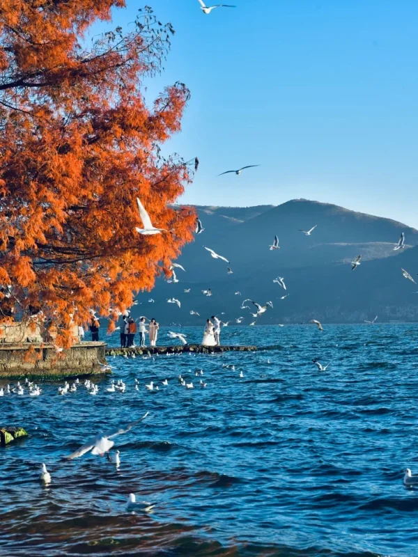 大理秋季景色,洱海湖面飛翔的海鷗與紅色樹葉,遊客在湖畔欣賞自然風光。