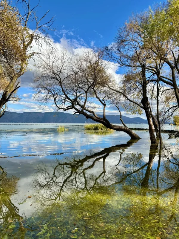 大理秋季景色,樹木倒映在洱海水面,水質清澈,環境寧靜。