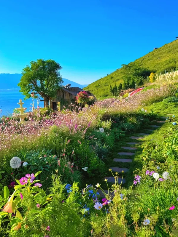 大理花海山坡景觀,花卉層層綻放並遠眺洱海。