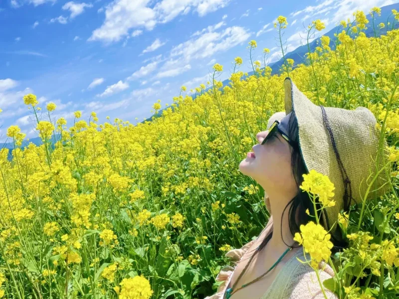 大理花海黃花盛開,人物置身花田中,畫面清新自然。