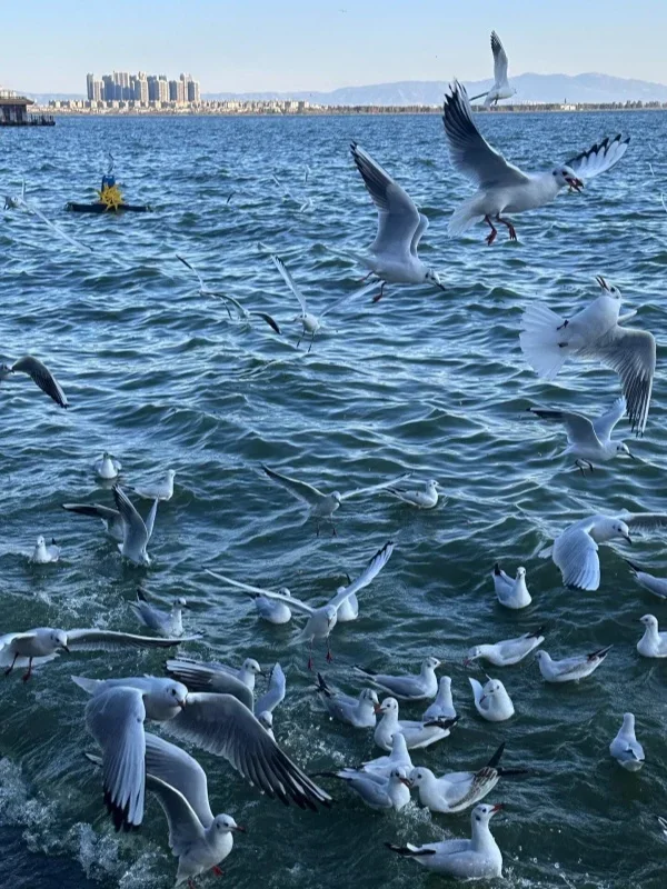 昆明滇池湖面上成群海鷗飛翔覓食,白色鳥群在藍色湖水上盤旋,遠方可見城市建築與湖岸景色。