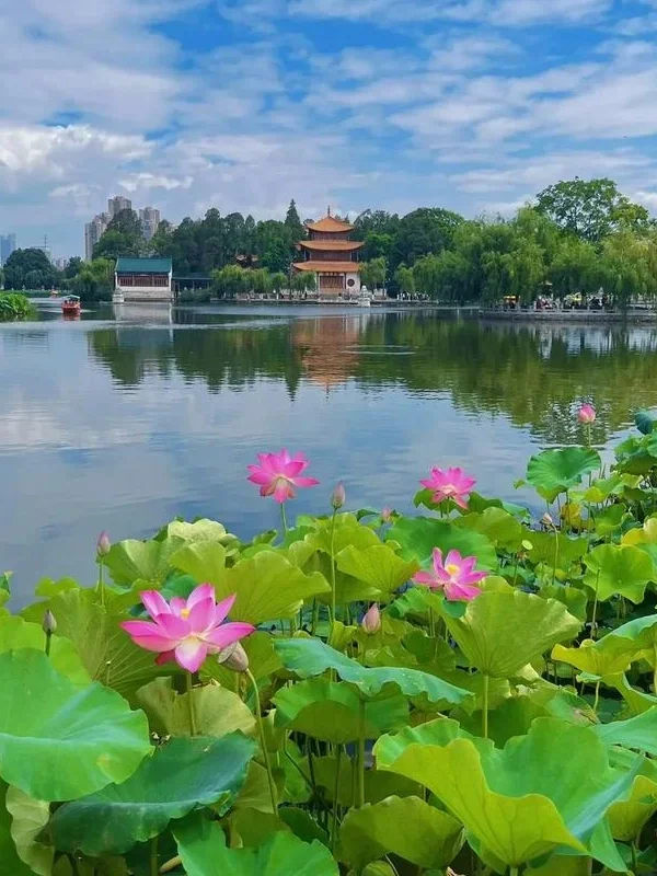 昆明翠湖公園夏日景色,湖面平靜映照藍天白雲與古典亭閣建築,岸邊盛開粉色荷花與大片荷葉,綠樹環繞湖畔,呈現昆明城市中心優美寧靜的自然湖景與人文景觀。