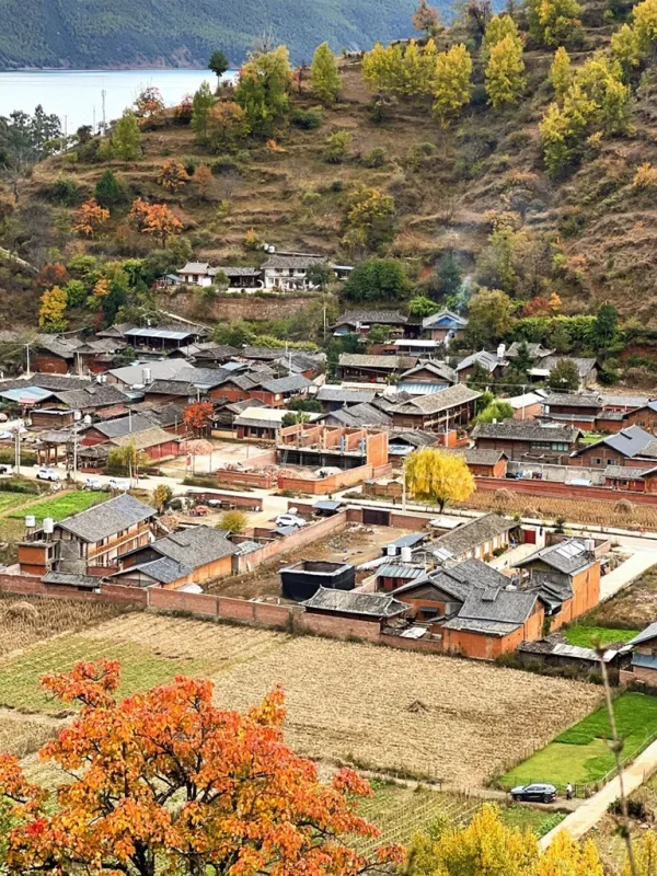 俯瞰瀘沽湖畔的摩梭族村落,傳統木楞房建築錯落有致,周圍環繞著秋季金黃色的樹木與農田,背景為靜謐的湖水。
