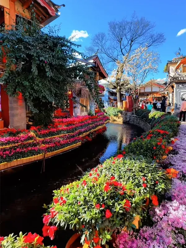 麗江古城春季景色,小橋流水與鮮花點綴的街道風光。