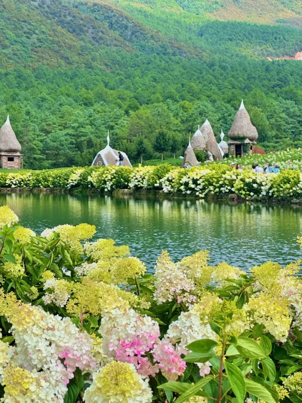 麗江夏季湖畔繡球花盛開,搭配綠色山林景觀。