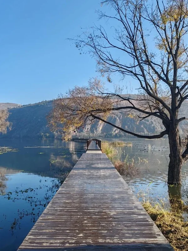 大理冬季景色,木棧道延伸至洱海湖面,搭配湖水與季節樹木。
