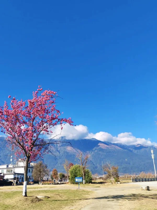 大理冬季景色,盛開櫻花、村落建築與遠方山景交織。