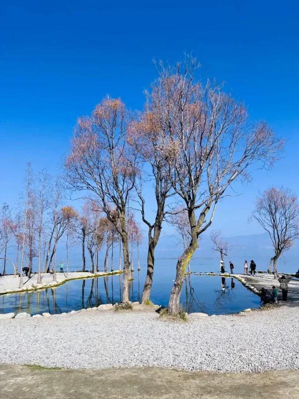 大理冬季景色,洱海湖畔的枯樹與水面倒影,在藍天映襯下呈現寧靜氛圍。